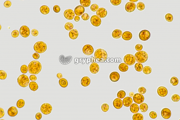Levures cultivées en présence de glucose - coloration à l'eau iodée x400 - gryphea.org